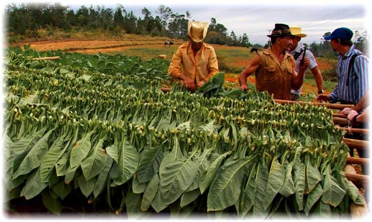 Ароматный и вкусный табак «гавана» для любителей кубинских сигар