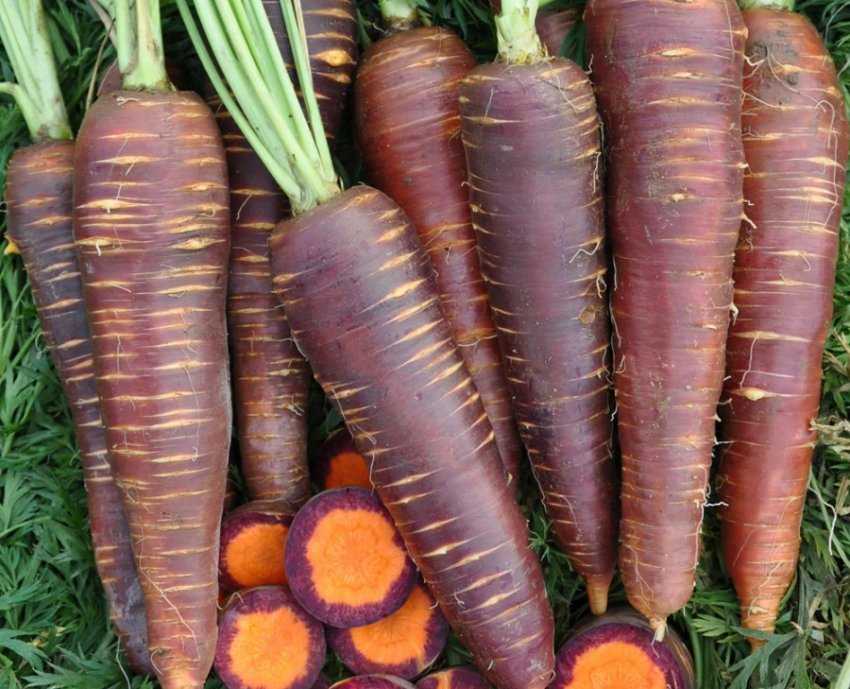 Фиолетовая морковь полезные свойства описание и особенности выращивания с фото