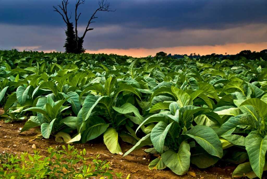 Табак дюбек: особенности выращивания в домашних условиях