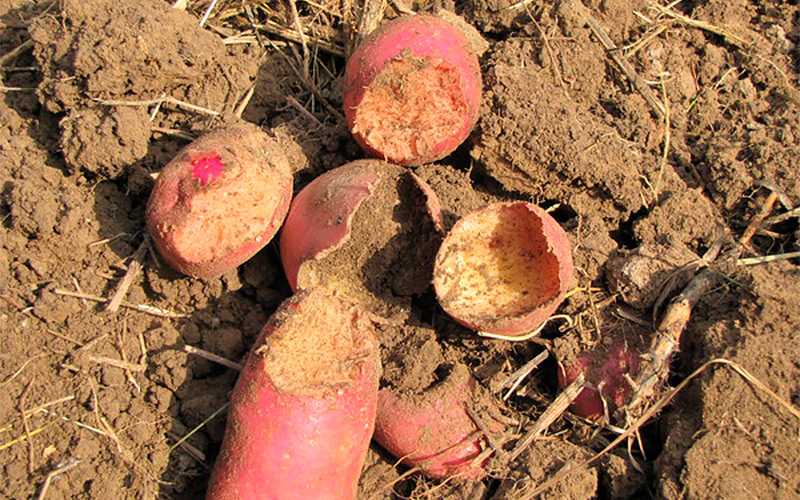 5 почвенных вредителей, которые лишают вас урожая картофеля и корнеплодов - дачно-огородные радости - медиаплатформа миртесен