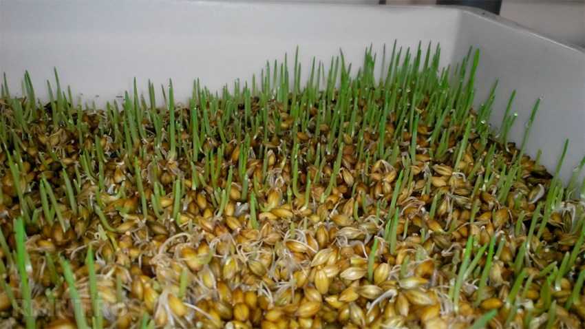 Как прорастить маш в домашних условиях: секреты проращивания зеленой фасоли и способы употребления проростков