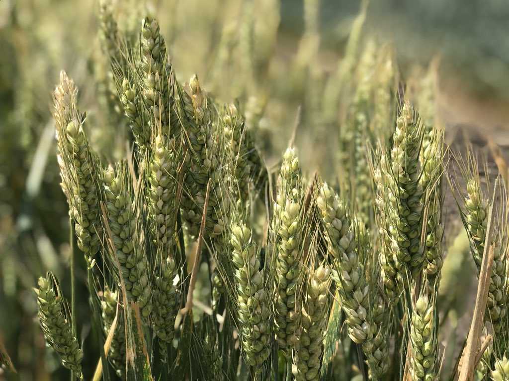 Озимая пшеница и её особенности: всё о посеве, выращивании, сборе