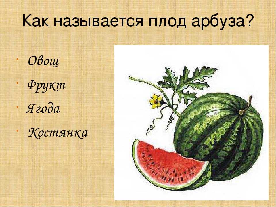 Арбуз - это ягода, фрукт или овощ?