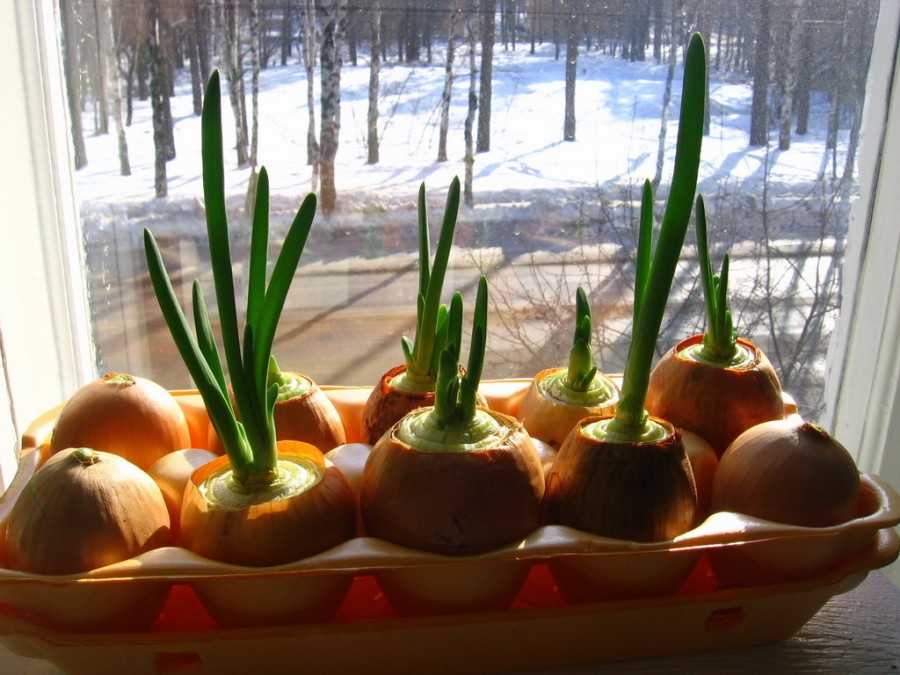 Как посадить и вырастить лук на зелень на подоконнике дома: в воде, в земле, в опилках