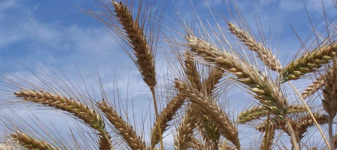 Гибрид пшеницы и ржи – тритикале урожайность