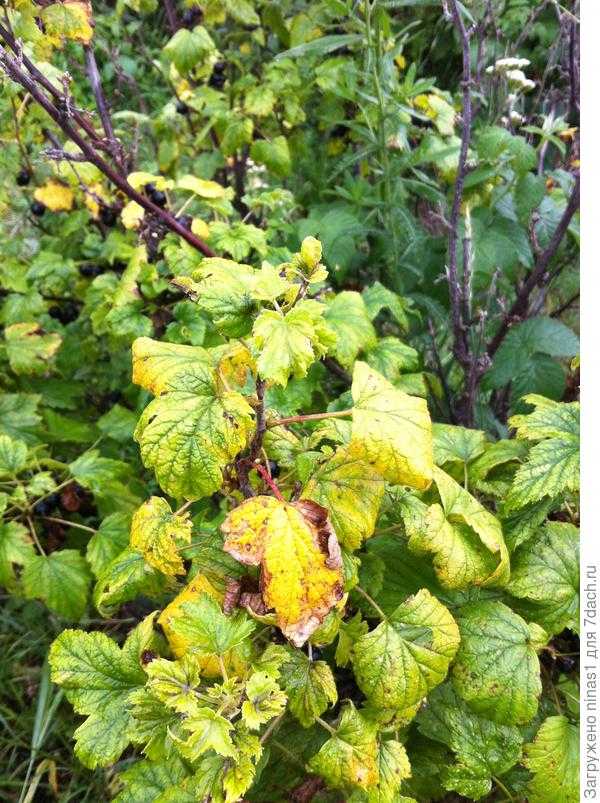 Почему сохнут листья у яблони и как это предотвратить?