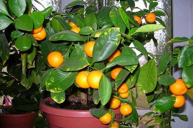 Рассада мандарина. Мандариновое дерево. Мандарин Клеопатра. Мандариновое дерево вырастить. Апельсин из косточки.
