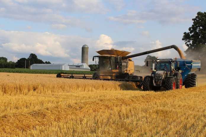 Уборка озимой пшеницы: способы, сроки, жатва и хранение урожая