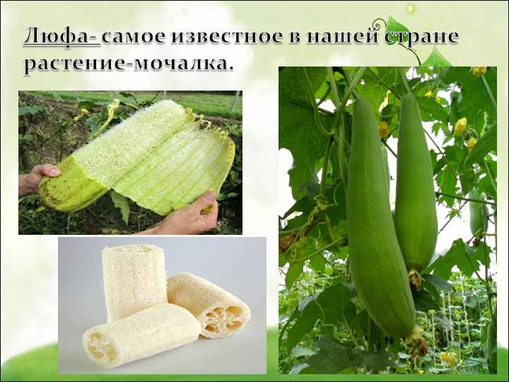 Как выращивать люффу: тыква-мочалка