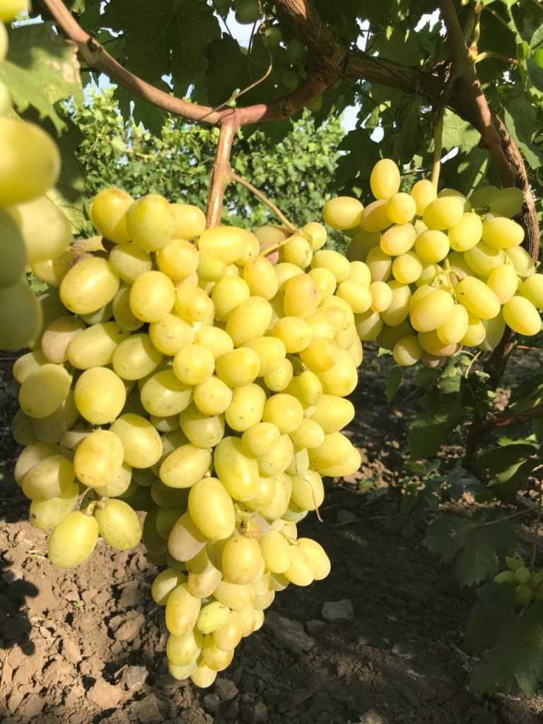 Обрезка винограда на беседке осенью для новичков