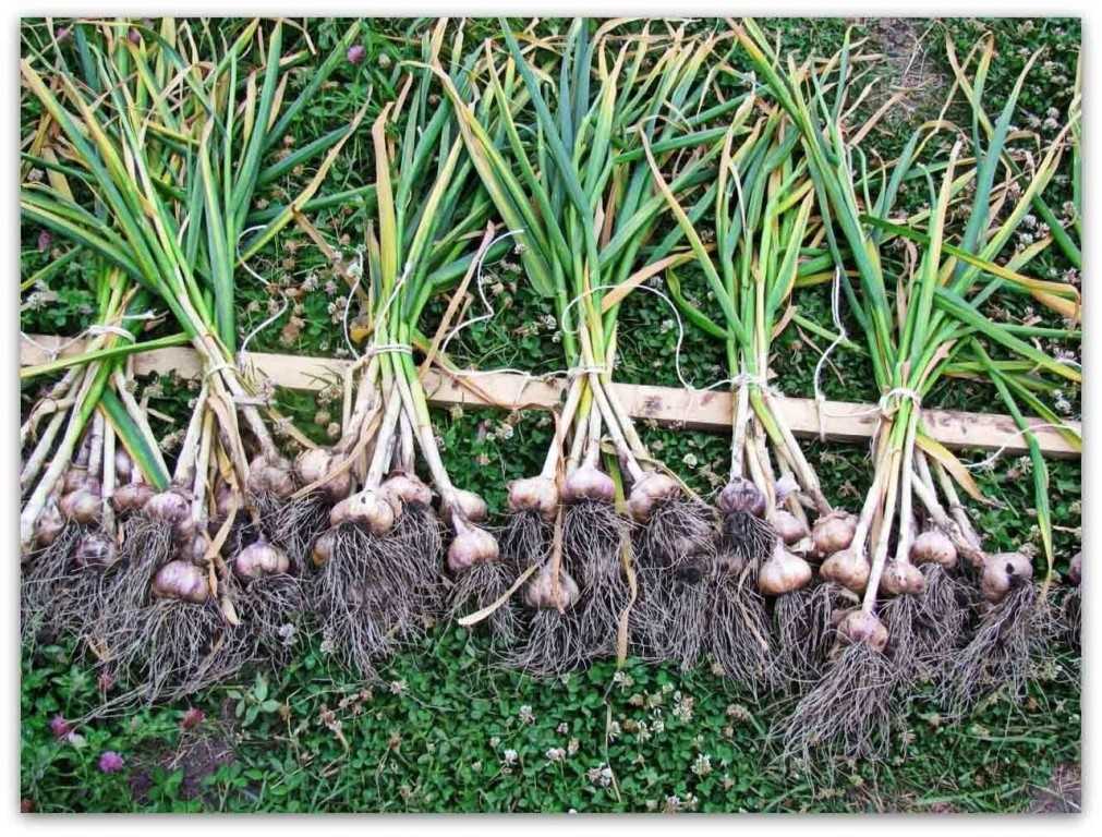 Как вырастить яровой чеснок – особенности выращивания в открытом грунте