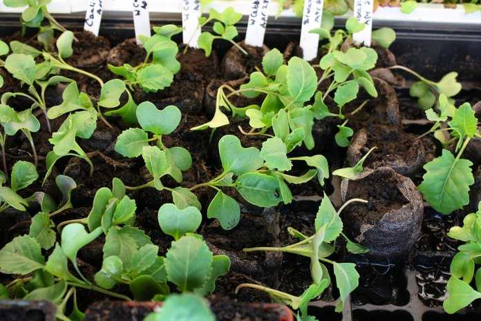 Когда сажать рассаду капусты брокколи? способы посадки и правила выращивания рассады капусты брокколи дома - секреты садоводов