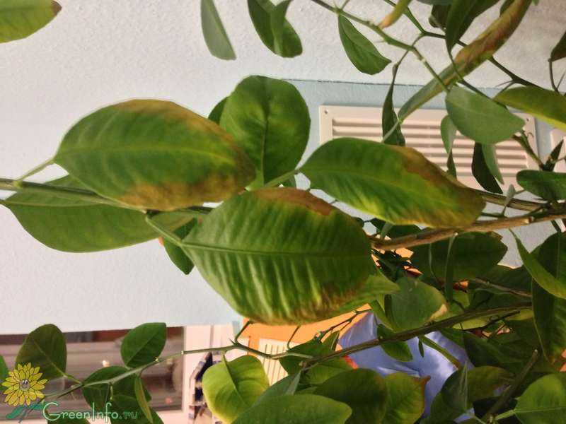 Листья домашнего мандарина