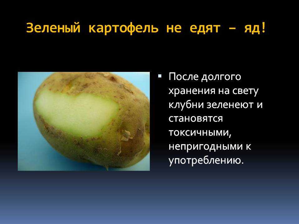 Зеленая картошка: можно ли есть и почему зеленеет