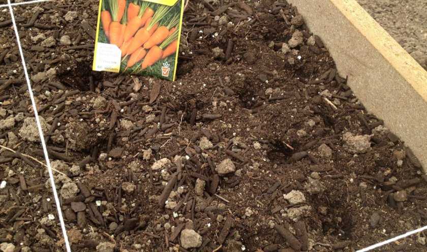 В каких удобрениях нуждается морковь при посадке и как внести подкормку? возможные ошибки