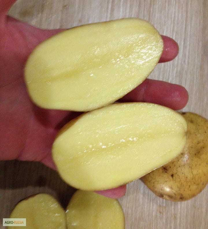 Картофель журавинка