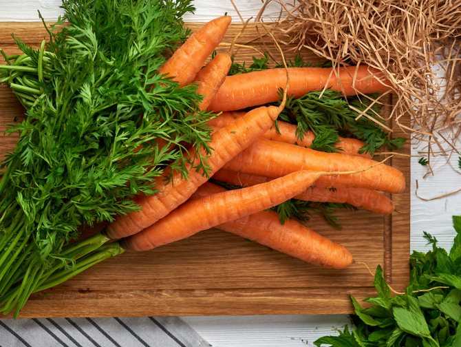 Почему горчит морковь свежая и можно ее есть. почему горчит морковь? | дачная жизнь