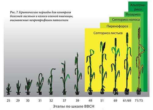 Особенности выращивания и хранения яровой пшеницы "лада". курсовая работа (т). сельское хозяйство. 2010-04-07