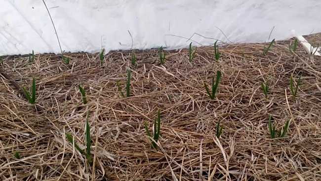 Чем укрыть чеснок на зиму от мороза: особенности посадки чеснока зимой, утепление грядок