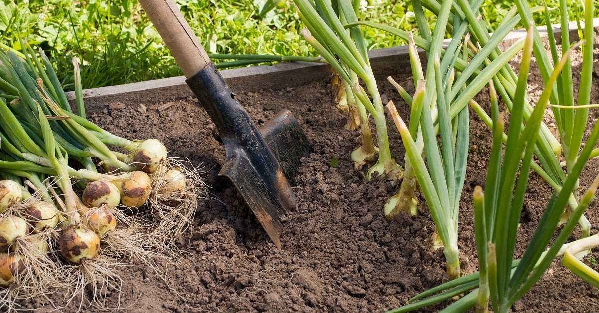 Сроки уборки капусты с огорода в 2021 году и особенности хранения
