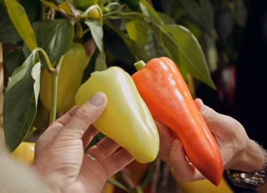 Перец геракл: отзывы садоводов, урожайность сорта, характеристика и описание с фото