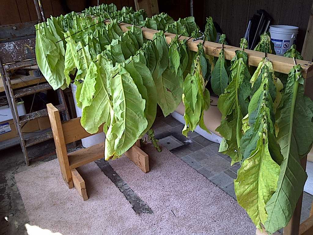 Табак вирджиния: выращивание и уход в домашних условиях, сбор и дальнейшая обработка, фото - сад и дача
