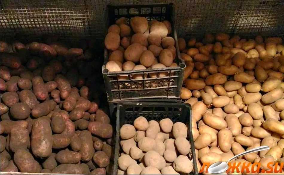 Как сохранить картофель без погреба на даче?