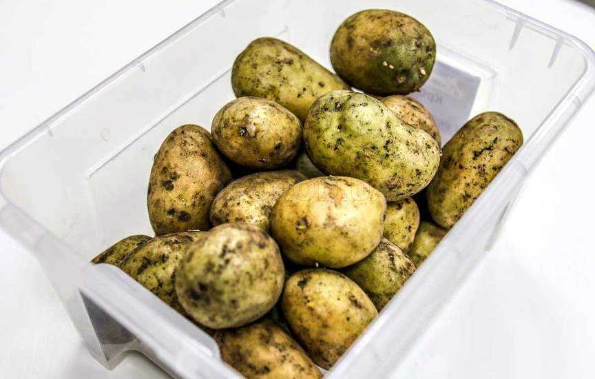 Можно ли есть зеленую картошку: опасность для здоровья при употреблении в пищу в большом количестве