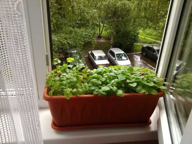 Как вырастить базилик в домашних условиях на подоконнике из семян