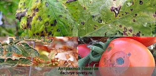 Почему могут появиться черные пятна на листьях помидоров в теплице и как от них избавиться: спасаем урожай эффективно