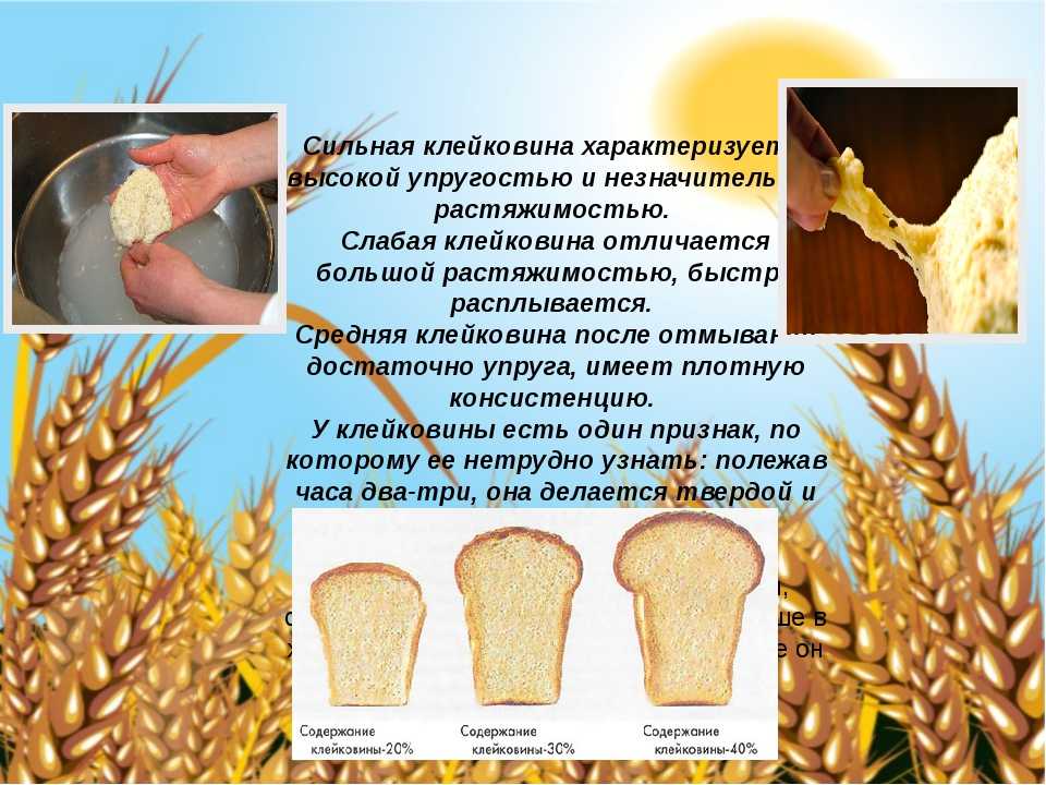 Клейковина пшеничной муки. курсовая работа (т). другое. 2013-11-20