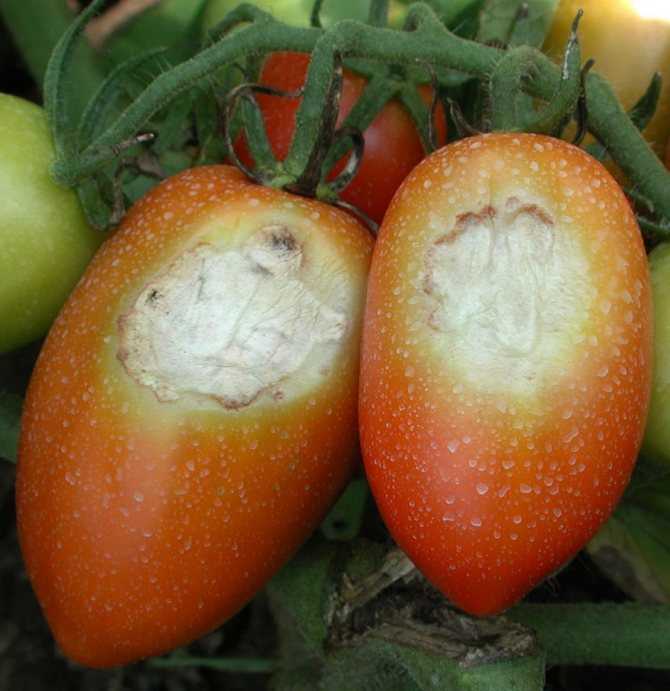 Почему чернеют помидоры (плоды, стебель, листья) и что делать