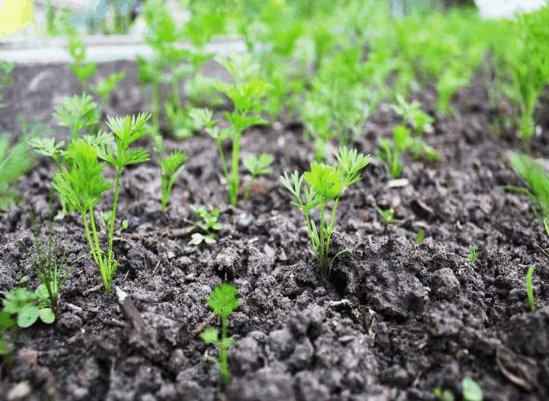 Как посадить укроп в открытый грунт семенами чтобы быстро взошел