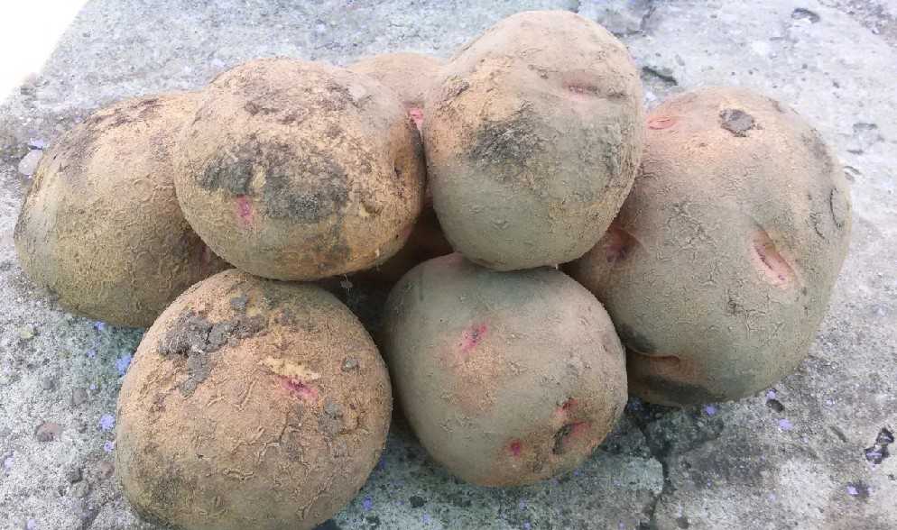 Княжеский сорт картофеля «рогнеда» : описание сорта, характеристика, фото