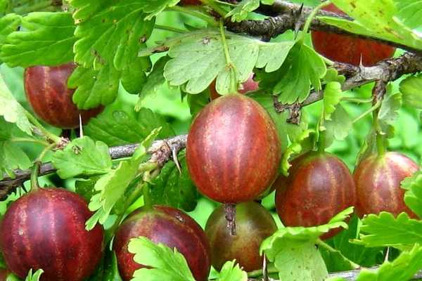Белорусский сахарный крыжовник - улучшенный сорт вкусной ягоды