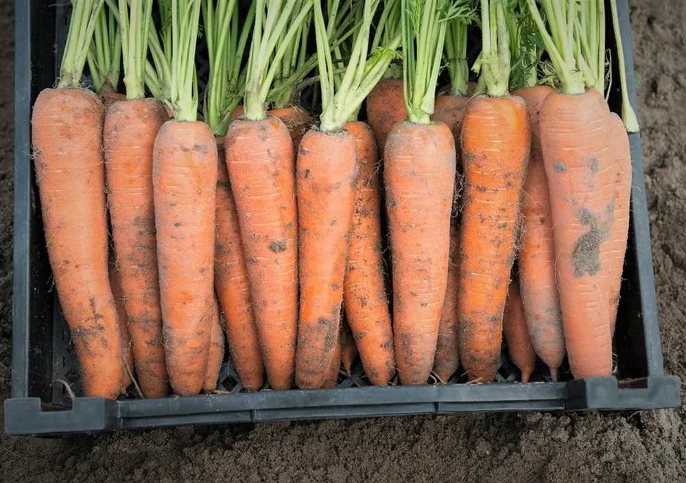 Морковь абако: характеристика и описание, отличие от других видов и похожие сорта, достоинства и недостатки, а также особенности выращивания и ухода русский фермер
