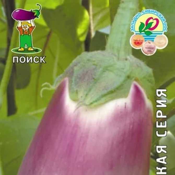 Баклажан вера: описание и характеристики сорта, урожайность и выращивание, отзывы с фото
