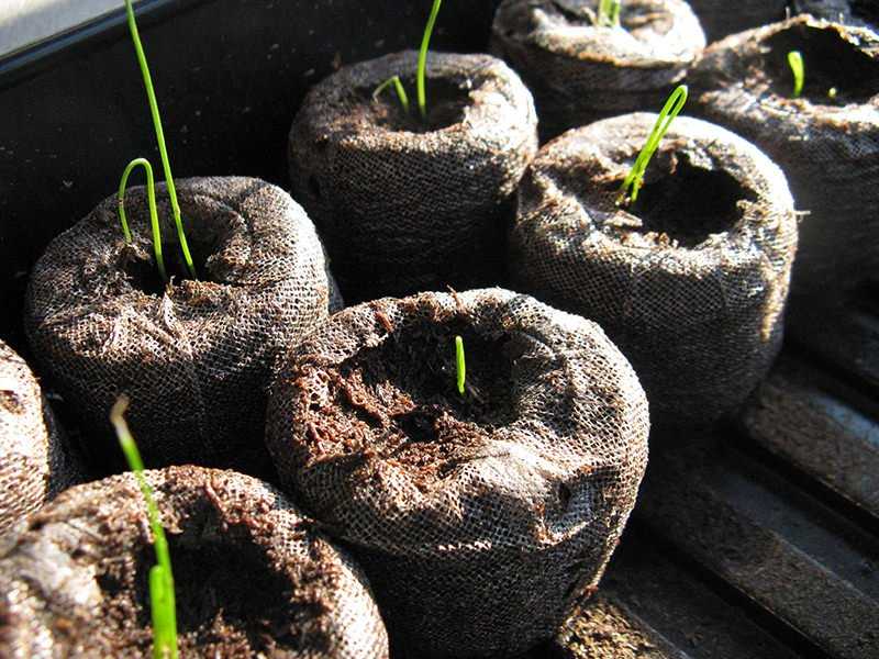 Плюсы и минусы выращивания лука-порея через рассаду и особенности такой посадки