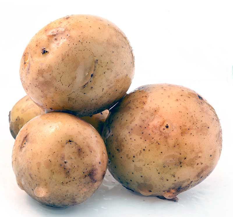 Картофель вега: характеристика и описание сорта, фото картошки, отзывы тех, кто её выращивал