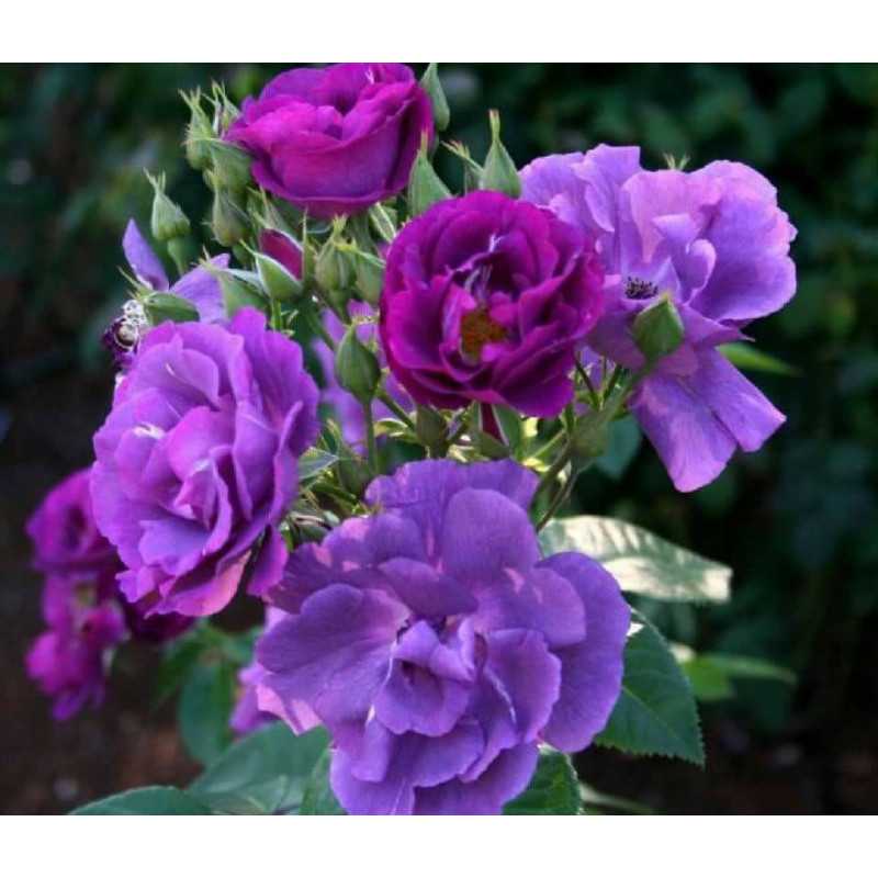 Фиолетовые розы. основные виды и сорта растения, их фото, особенности размещения на садовом участке