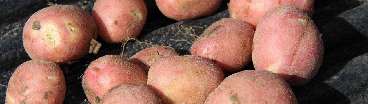 Картофель джелли: описание сорта, особенности выращивания и ухода