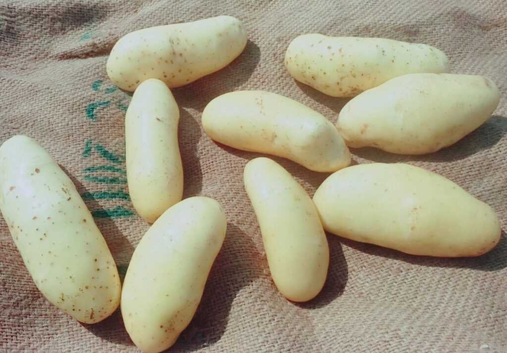 Сорта белого картофеля в россии фото и описание