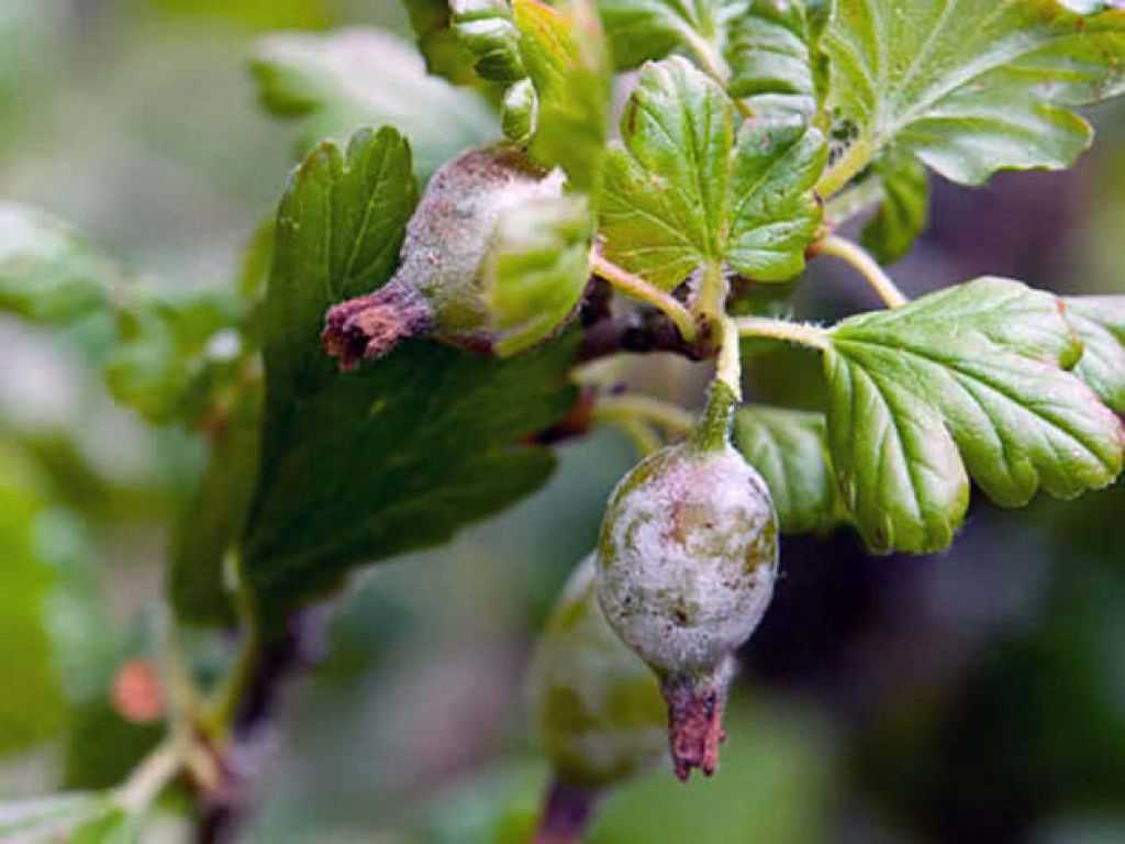 Чем лечить шишки от уколов на ягодицах - юнусов булат тимирзянович
