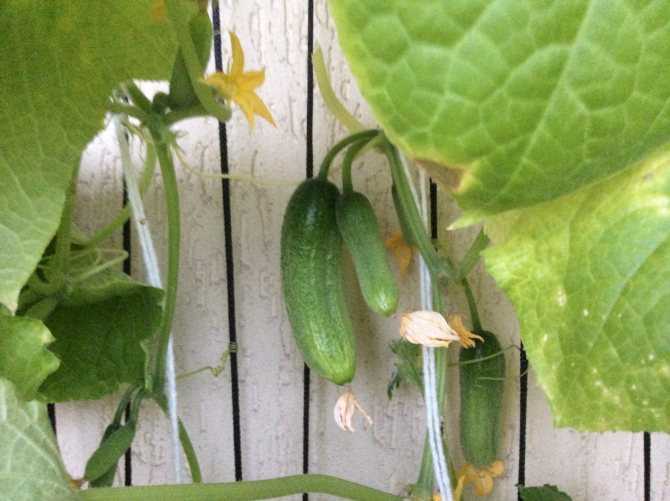 Сорта огурцов для выращивания зимой на подоконнике: обзор лучших, советы по выбору