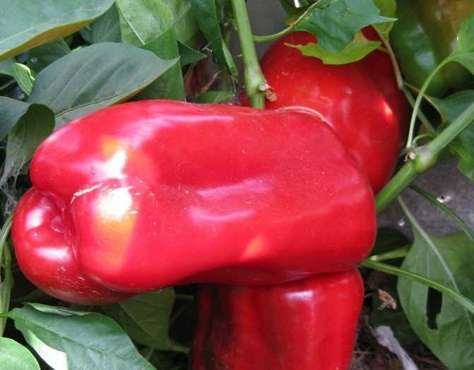 Лучшие сорта перцев для теплиц с фото и описанием | сад и огород