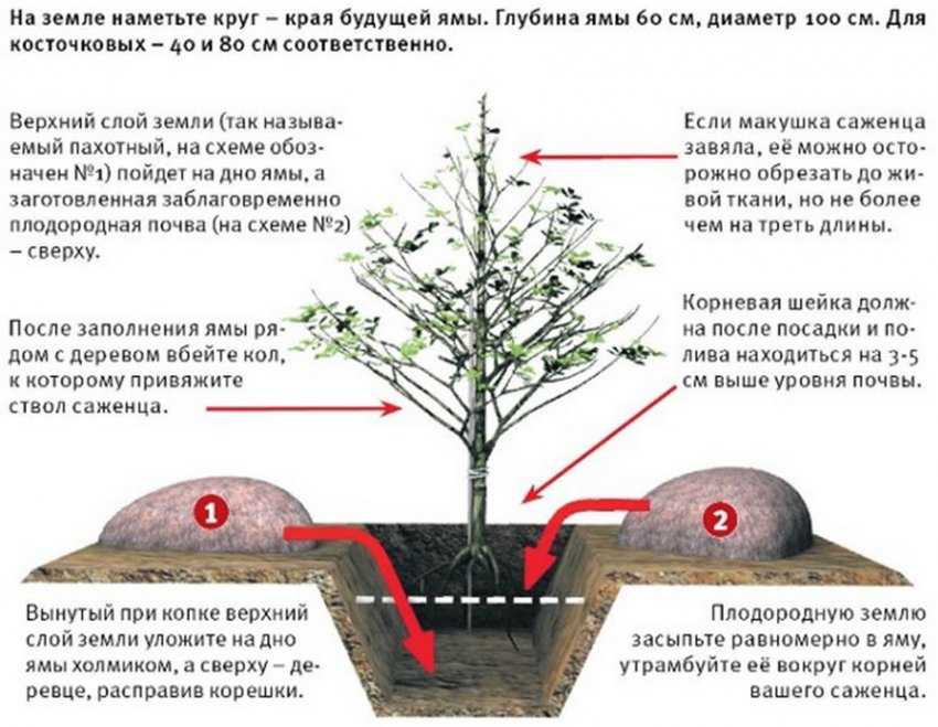 Как посадить абрикос из косточки на даче в открытом грунте, выращивать и ухаживать за ним