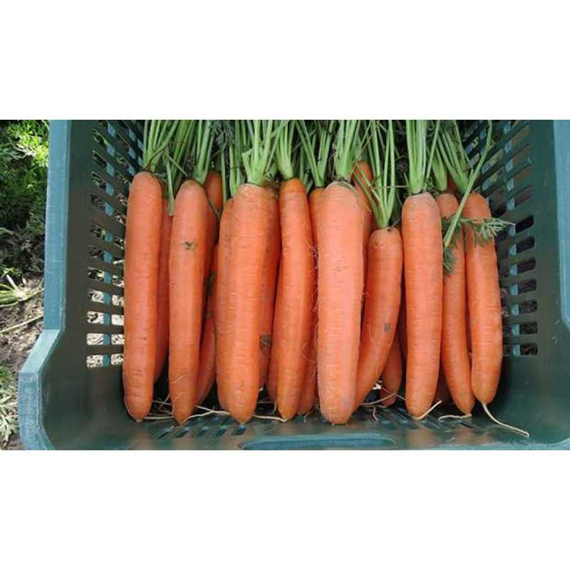 Морковь дордонь: описание, фото, отзывы, урожайность