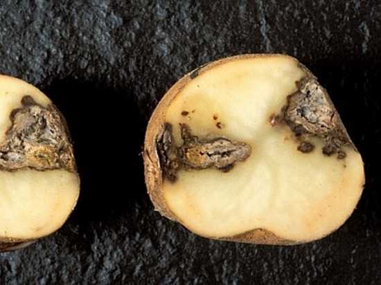 Чем лечить картошку от сухой гнили, бурой, мокрой и кольцевой