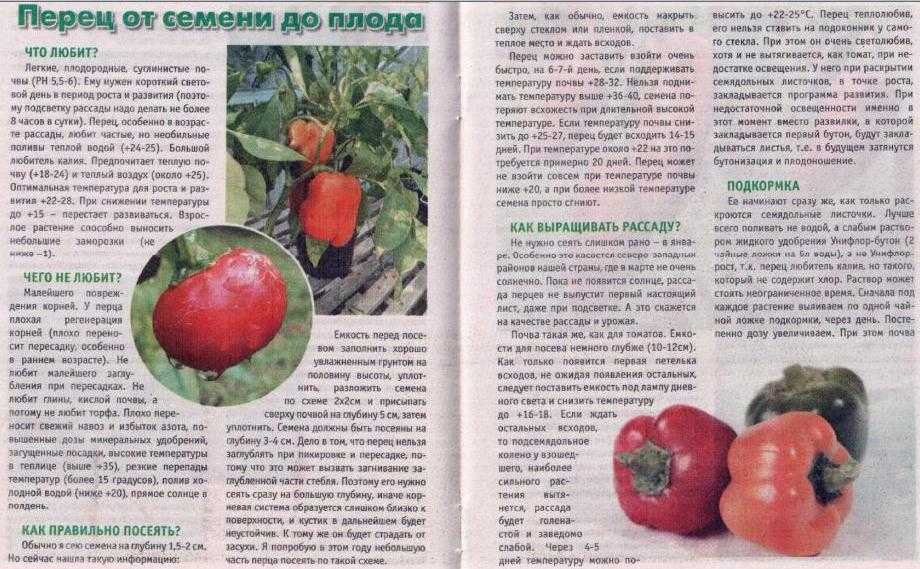 Как дозреть перец болгарский. когда собирать урожай перца, как дозаривать плоды дома