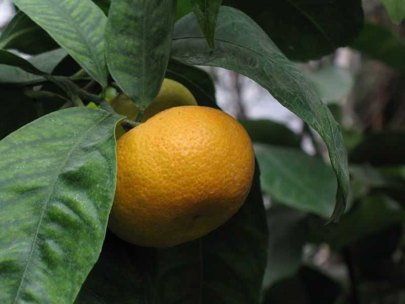 Выращивание мандарина уншиу